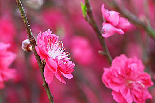 桃花,装饰,花,春节