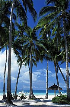 菲律宾,白沙滩,蓝天,棕榈树,蓬松,白云