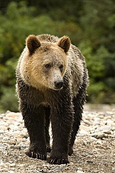 雄性,大灰熊,不列颠哥伦比亚省,加拿大