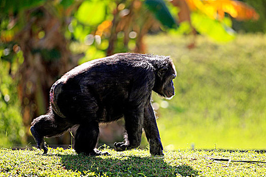 黑猩猩,类人猿,非洲