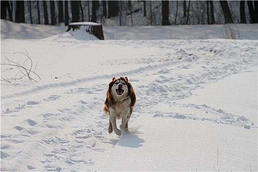 哈士奇犬,雪