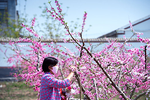 开满桃花的乡村风光