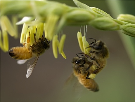 蜜蜂,玉米,花,工作