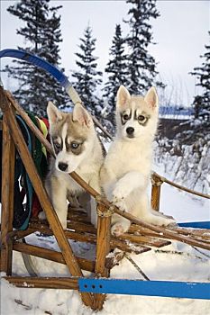 两个,西伯利亚,哈士奇犬,小狗,坐,狗拉雪橇,雪中,阿拉斯加