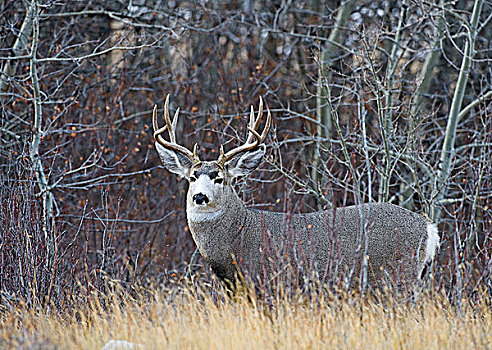 长耳鹿,骡鹿,雄性,饲养,季节,鹿,离开,家,寻找,雌性,西南方,艾伯塔省,加拿大