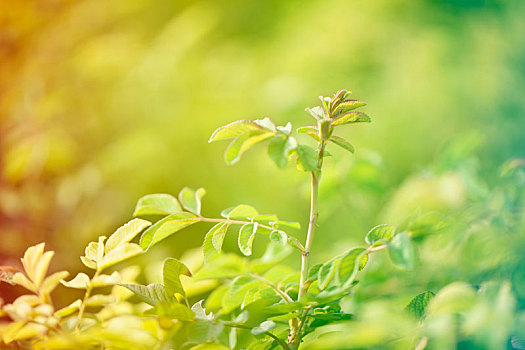 绿色植物