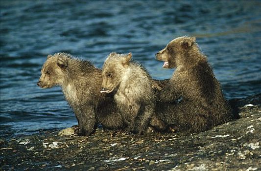 大灰熊,棕熊,边缘,阿拉斯加