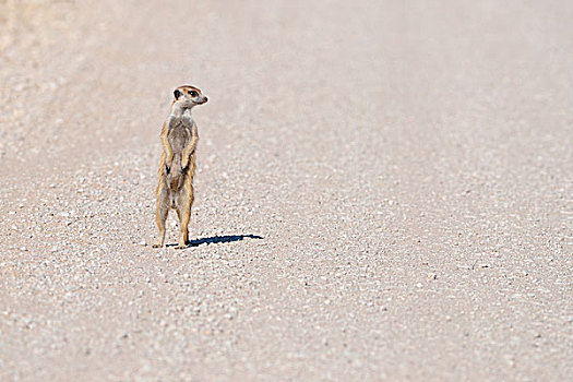 幼兽,猫鼬,碎石路,卡拉哈迪大羚羊国家公园,北开普,南非,非洲