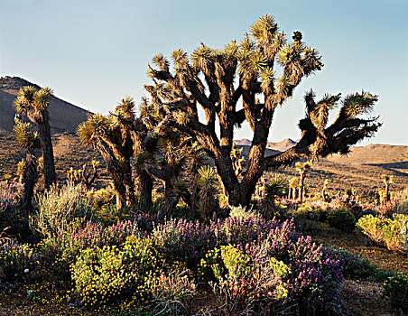美国,加利福尼亚,莫哈维沙漠,约书亚树,短叶丝兰,野花,大幅,尺寸