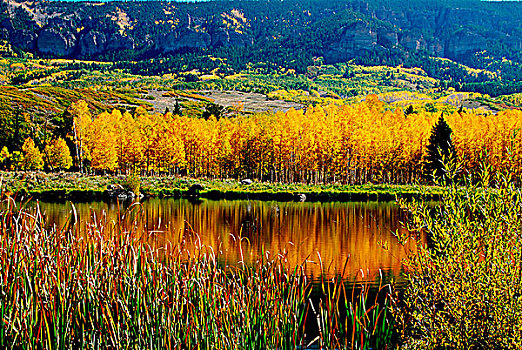 反射,秋天,树,水塘,山脉,科罗拉多,美国