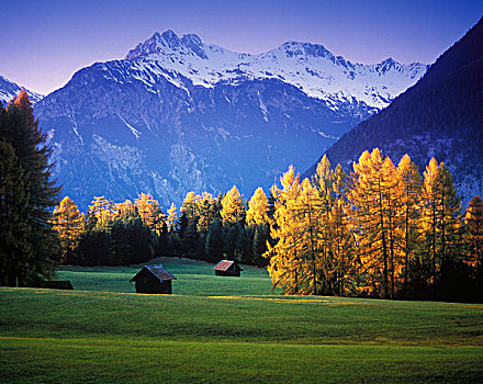 落叶松,正面,阿尔卑斯山,奥地利