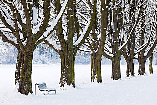 长椅,栗木树,水塘,科隆,德国