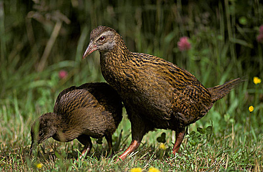短翼秧鸡,两个,草,新西兰