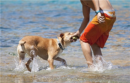 狗,玩,水