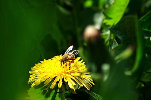 春天山野里盛开的蒲公英花和忙碌着采蜜的蜜蜂