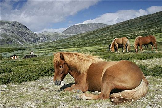 马,山谷,多夫勒国家公园,挪威,斯堪的纳维亚,北欧