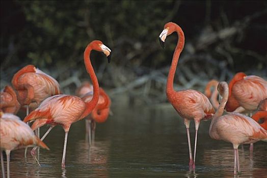 大红鹳,火烈鸟,成群,涉水,生物保护区,墨西哥