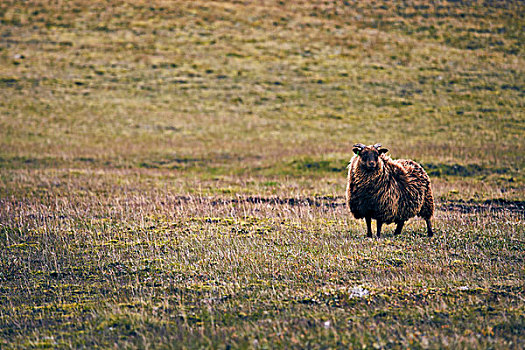 绵羊,冰岛,高地