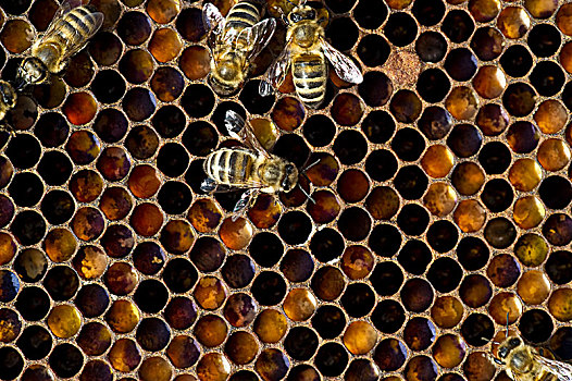 蜜蜂,蜂窝,德国,欧洲