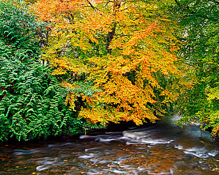 河,秋天,爱尔兰