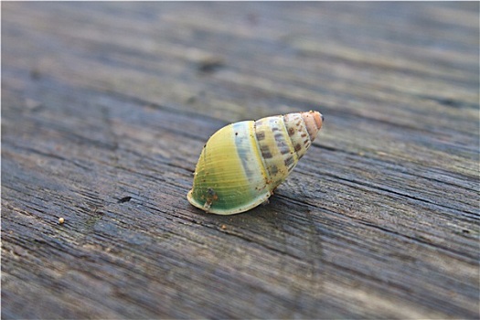 蜗牛,木桌