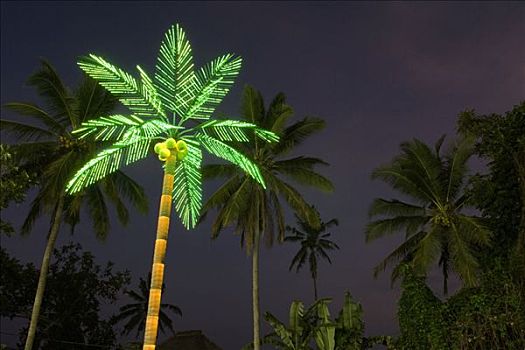 棕榈树,夜晚