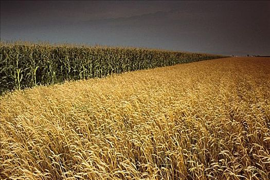 小麦,玉米,魁北克,加拿大