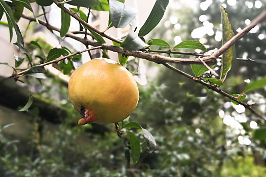 一个石榴生长在树枝上