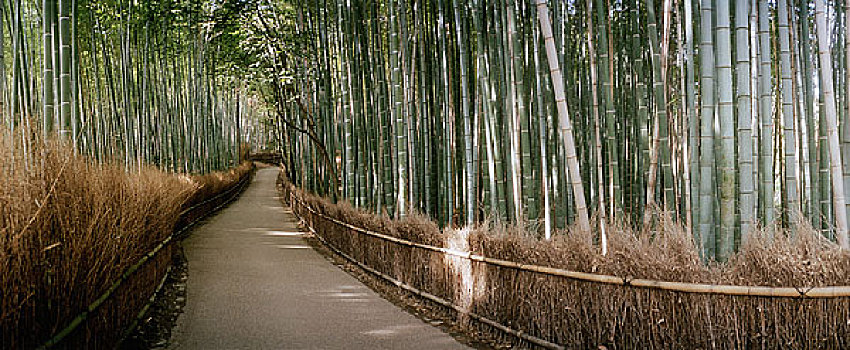 道路,竹林,日本