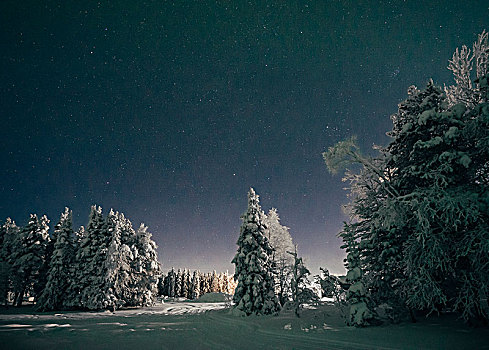 星空,天空,上方,自然风光,积雪,树,瑞典