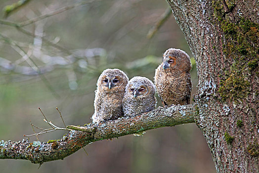 三个,年轻,灰林鸮,褐色,猫头鹰,灰林鴞,栖息,树,黑森州,德国,欧洲