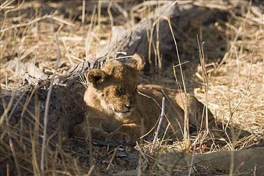 幼狮,狮子,打瞌睡,莫瑞米,野生动植物保护区,博茨瓦纳,非洲