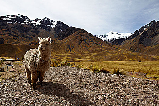 安第斯山,秘鲁,南美,北美