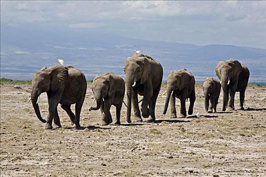 肯尼亚,安伯塞利国家公园,线条,大象,非洲象,迅速,牛背鹭