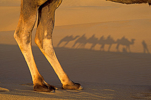 腿,影子,驼队,沙滩,沙漠,新疆,丝绸之路,中国