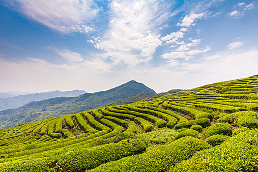 晴日里的茶场很壮观