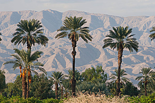 棕榈树,日落,荒芜,山脉,远景,蓝天,棕榈泉,加利福尼亚,美国