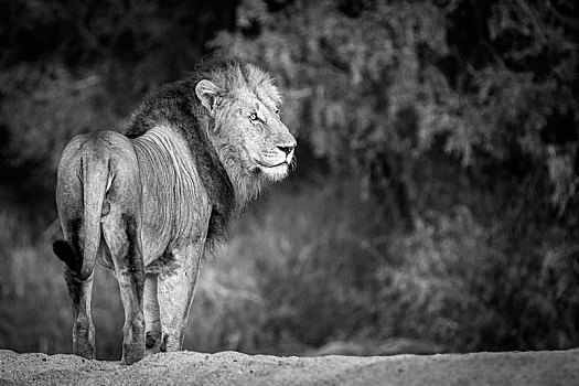 雄性,狮子,站立,后面,看别处,黑白