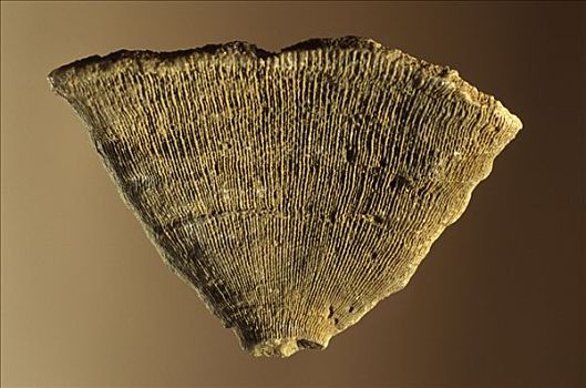 珊瑚,化石,碎片,白垩纪,时期,利尔达,西班牙