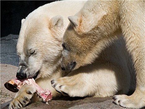两个,北极熊,吃