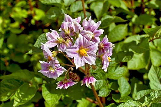 花,紫罗兰,土豆
