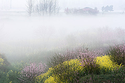 雾里看花