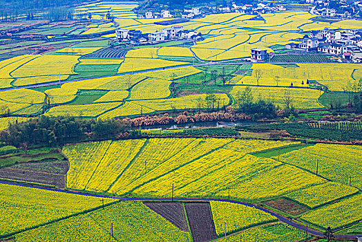 田园,春色,油菜花,漫山遍野,俯瞰