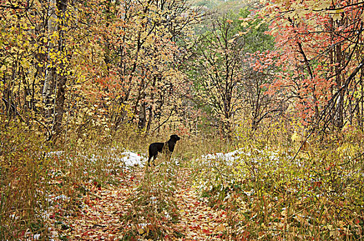 黑色拉布拉多犬,狗,枫树,树林,冬天,雪地,落叶,小路