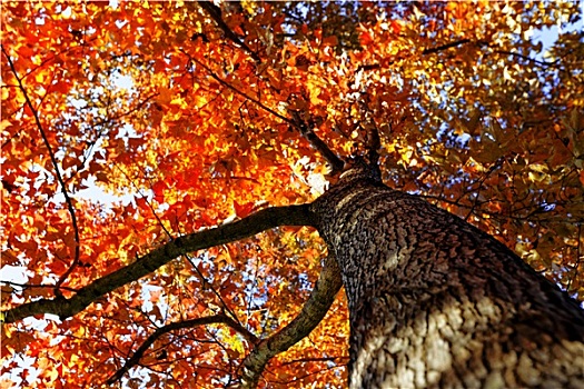 树,秋天,太阳,发光
