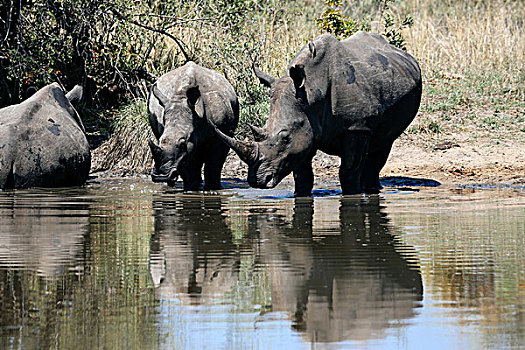 白犀牛,喝,水池,沙子,禁猎区,南非
