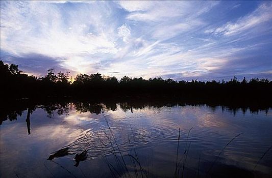 夜光,夕阳湖,沼泽,石南灌丛,德国,欧洲