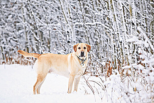 黄色拉布拉多犬,霜,冬天,白天,树林,曼尼托巴,加拿大