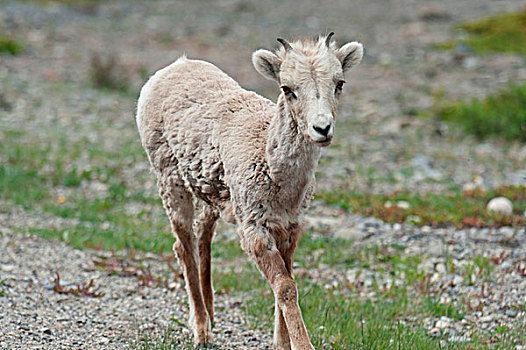 大角羊,羊羔,碧玉国家公园,艾伯塔省,加拿大