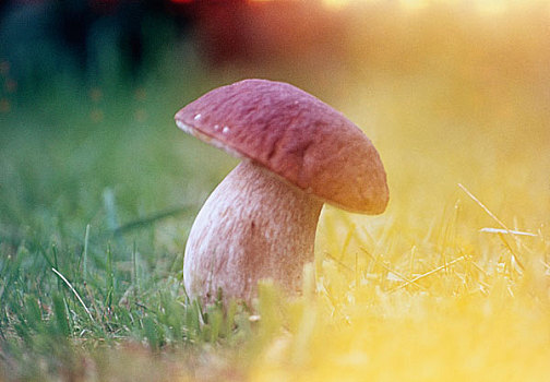 蘑菇,地点